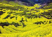 婺源东线+北线纯玩3日游