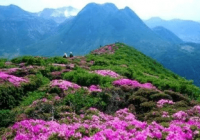 八百里加急！江西燃起一片“火烧云”，快组队去看看！ 